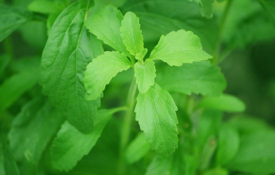 stevia, estevia, edulcorante, adelgazar, obesidad