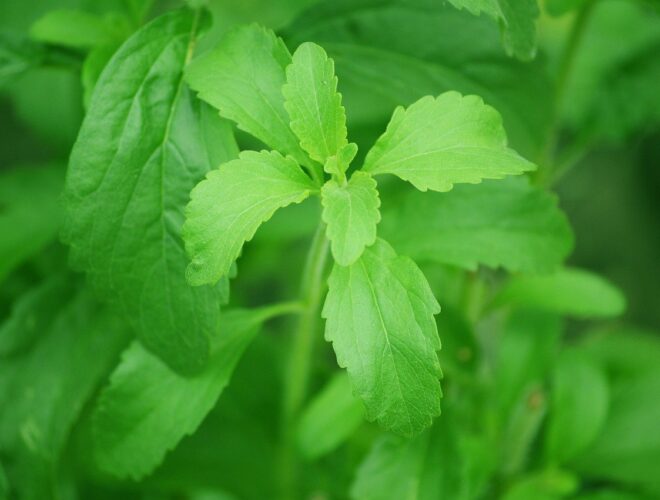 stevia, estevia, edulcorante, adelgazar, obesidad