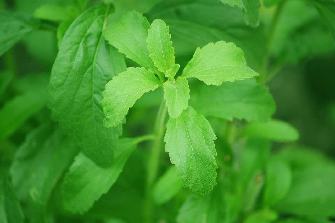 stevia, estevia, edulcorante, adelgazar, obesidad