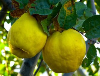 Frutos de oto&ntilde;o, frutas de oto&ntilde;o, frutas temporada, frutos de temporada