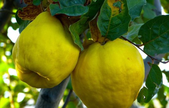 Frutos de otoño, frutas de otoño, frutas temporada, frutos de temporada