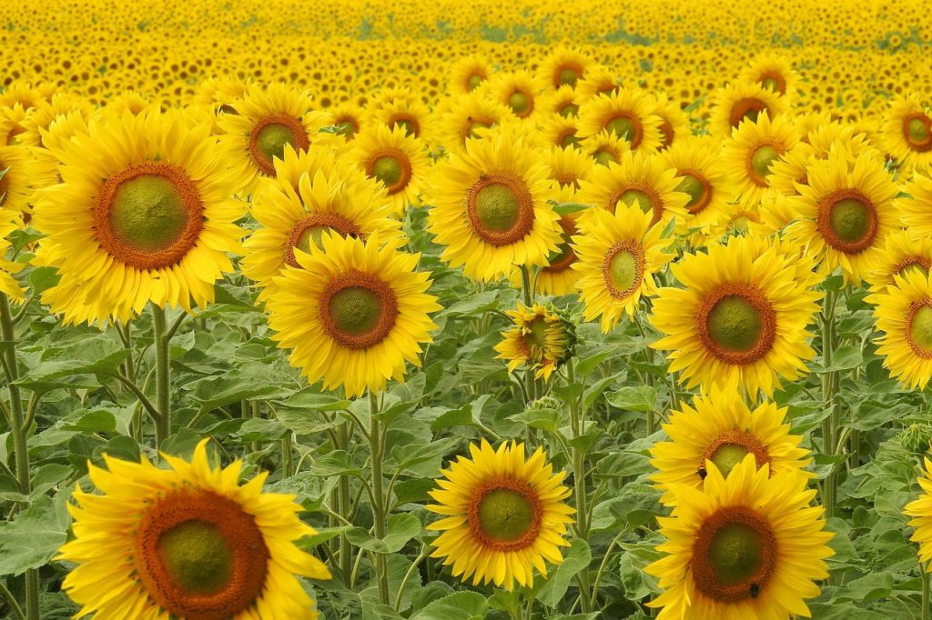 Efectos del cortisol: ¿somos como los girasoles?