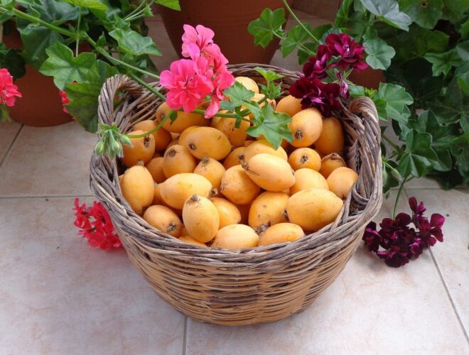 Alimentos de temporada, el n&iacute;spero, el nispero,frurtas de mayo, verduras del mayo, alimentaci&oacute;n sostenible, alimentos ecol&oacute;gicos