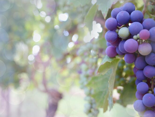 Resveratrol, dieta equilibrada, salud, ictius, prevenir infartos