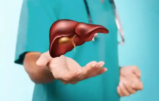 Modelo anatómico de hígado representando el cuidado y la preparación nutricional antes y después de un trasplante de hígado