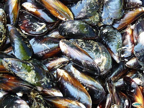 Mejillones con pipirrana Mejillones con pipirrana, recetas de pescado, recetas light, recetas para adelgazar, comer bien,