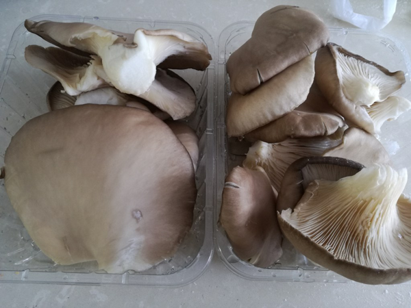 Fricandó de ternera, recetas de carne, recetas de ternera, recetas, recetas para adelgazar, recetas saludables