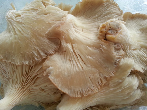 revuelto de setas, recetas para adelgazar, recetas light.