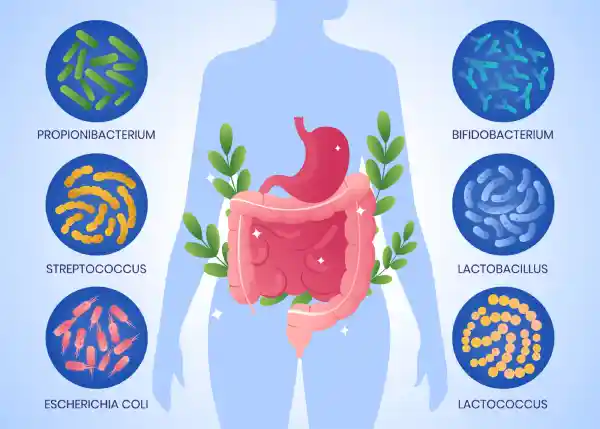 Ilustraci&oacute;n del eje intestino-cerebro y la microbiota intestinal