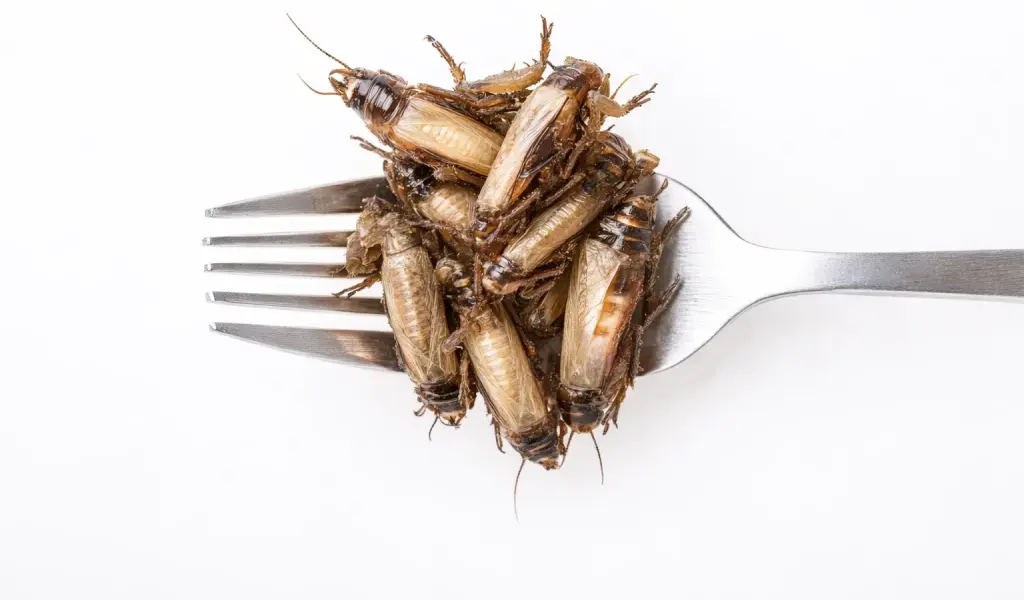 grillo doméstico como fuente de proteína sostenible sobre un tenedor