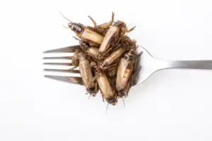 grillo dom&eacute;stico como fuente de prote&iacute;na sostenible sobre un tenedor